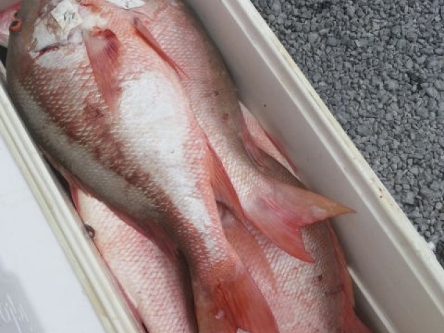 Mutton Snappers