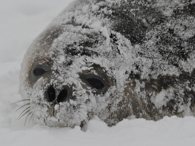 Baby Seal--Close Up