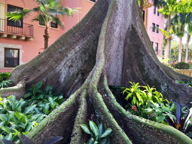 Boca Raton Resort & Club - Kapok Tree Planted by Mizner 1926 