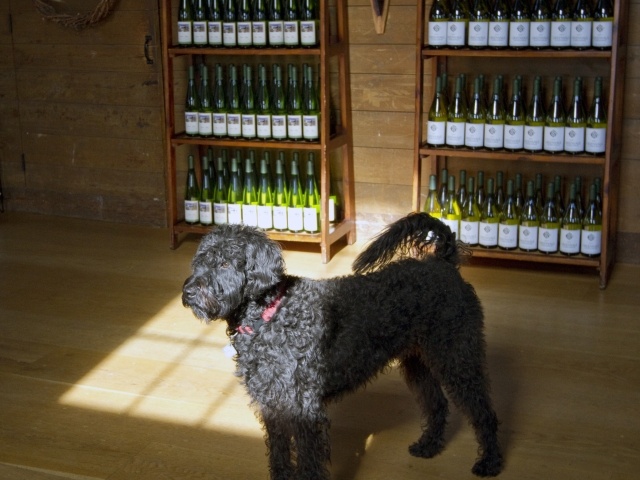 Greenvale Vineyards Tasting Room Dog