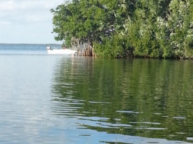 Mangrove cove with pelicans and stingrays