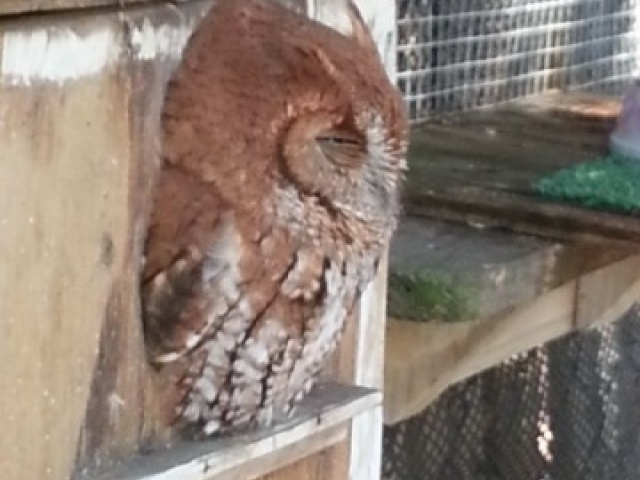 Sleeping owl in aviary