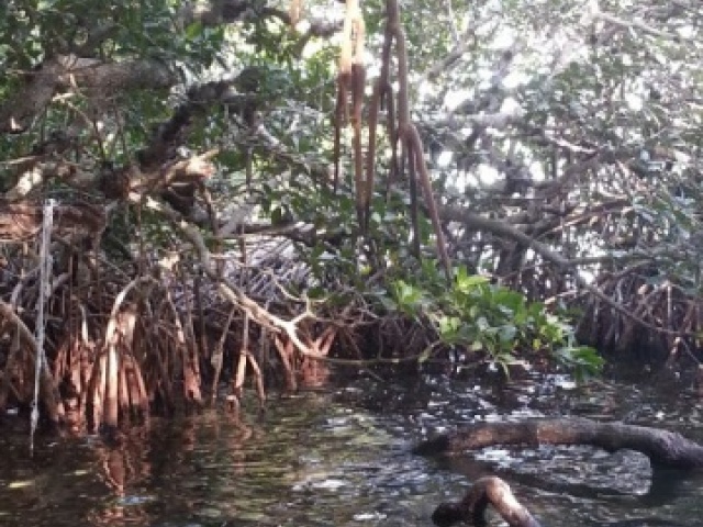 Mangrove roots are a marvel
