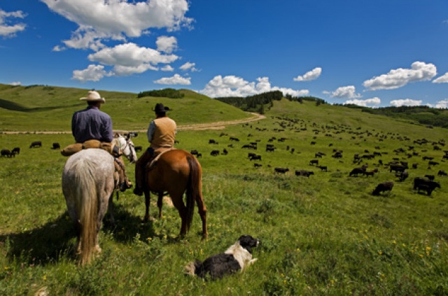 Ranching Experiences