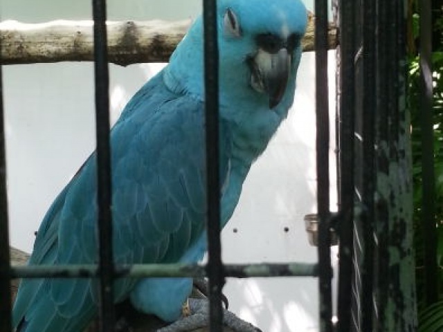rare blue mutated parrot