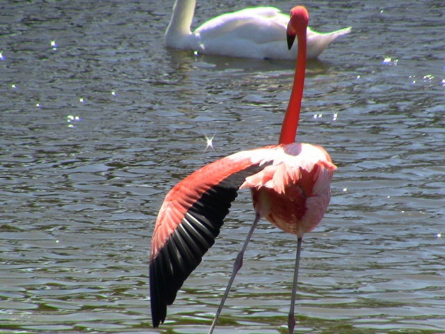 Turnberry Isle - Miami, FL - Pink Flamingo 