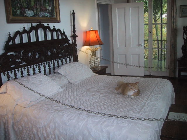 Hemingway cat on his bed