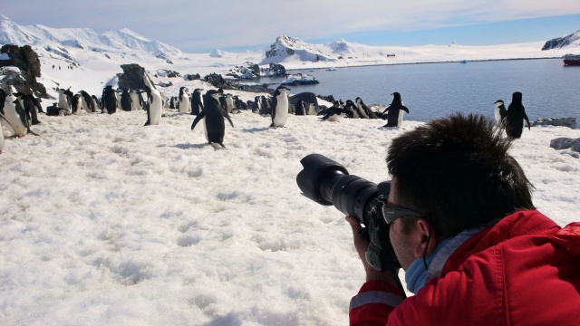 Penguin Photo Shoot