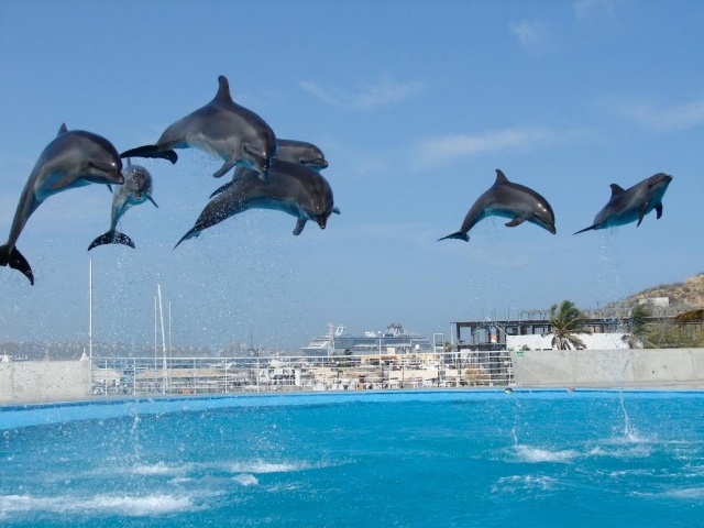More Flying Dolphins