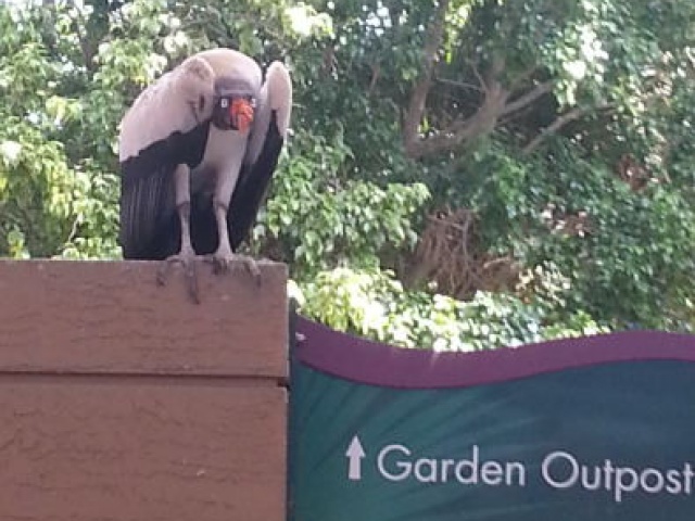 Peruvian condor Jungle Island