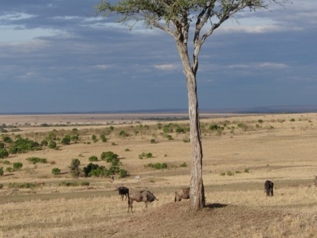 Kenya Splendor