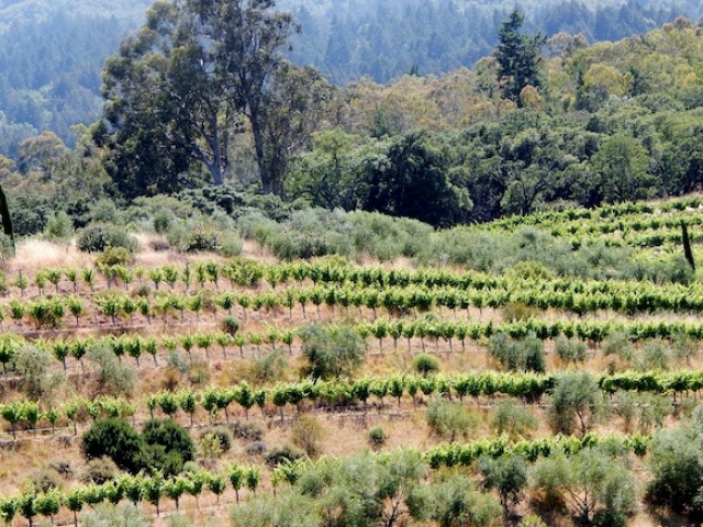 Sonoma Valley vineyards