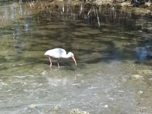 White ibis searching for dinner