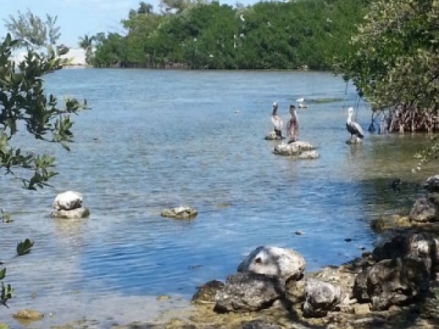 Florida Bay shallows and nearby rookery